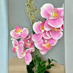 HAPPINESS FUCSIA 01