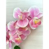 HAPPINESS FUCSIA 01