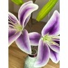 DOS LILYS