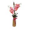 HAPPINESS FUCSIA 01
