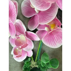 HAPPINESS FUCSIA 02