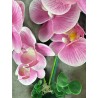 HAPPINESS FUCSIA 02